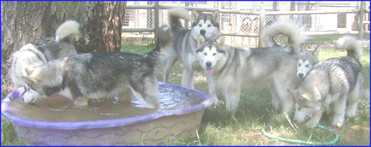 Alaskan Malamutes