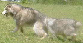Alaskan Malamutes