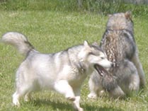 Alaskan Malamutes