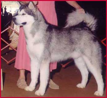 Alaskan Malamutes