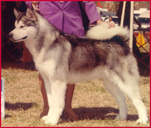 Alaskan Malamutes