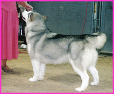 Alaskan Malamutes