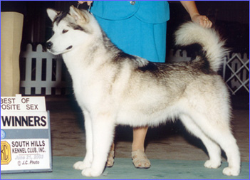 Alaskan Malamutes