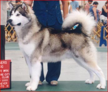 Alaskan Malamutes