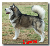 ELWOOD