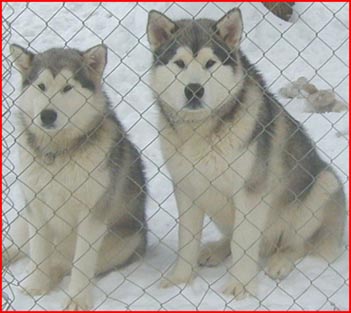 Alaskan Malamutes