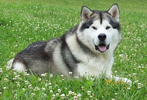 Alaskan Malamutes
